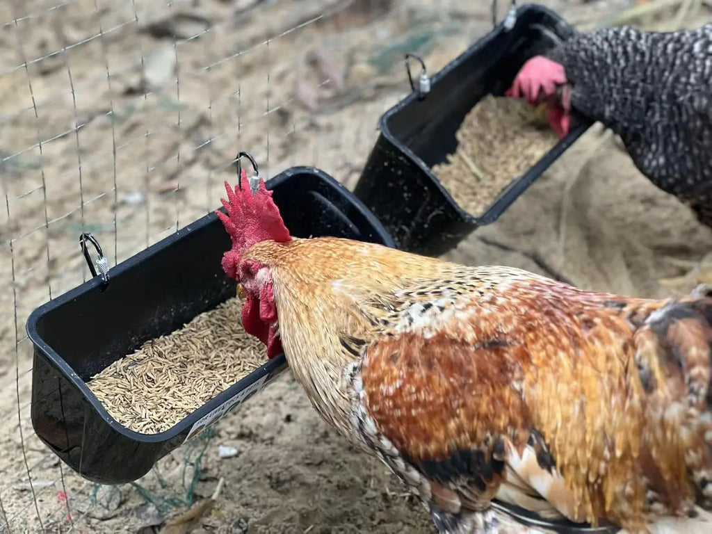 2 Pack Green Poultry Feeder with Clips